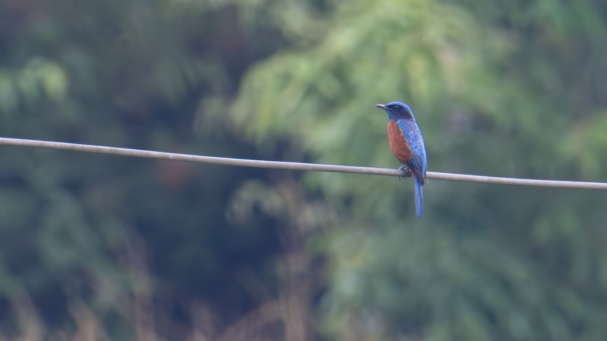 Chestnut-bellied Rock-Thrush - Vikas Pawar