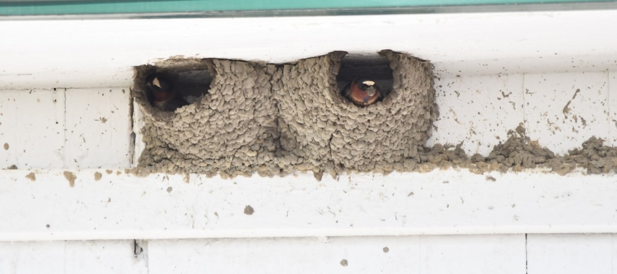 Barn Swallow - Monique Maynard