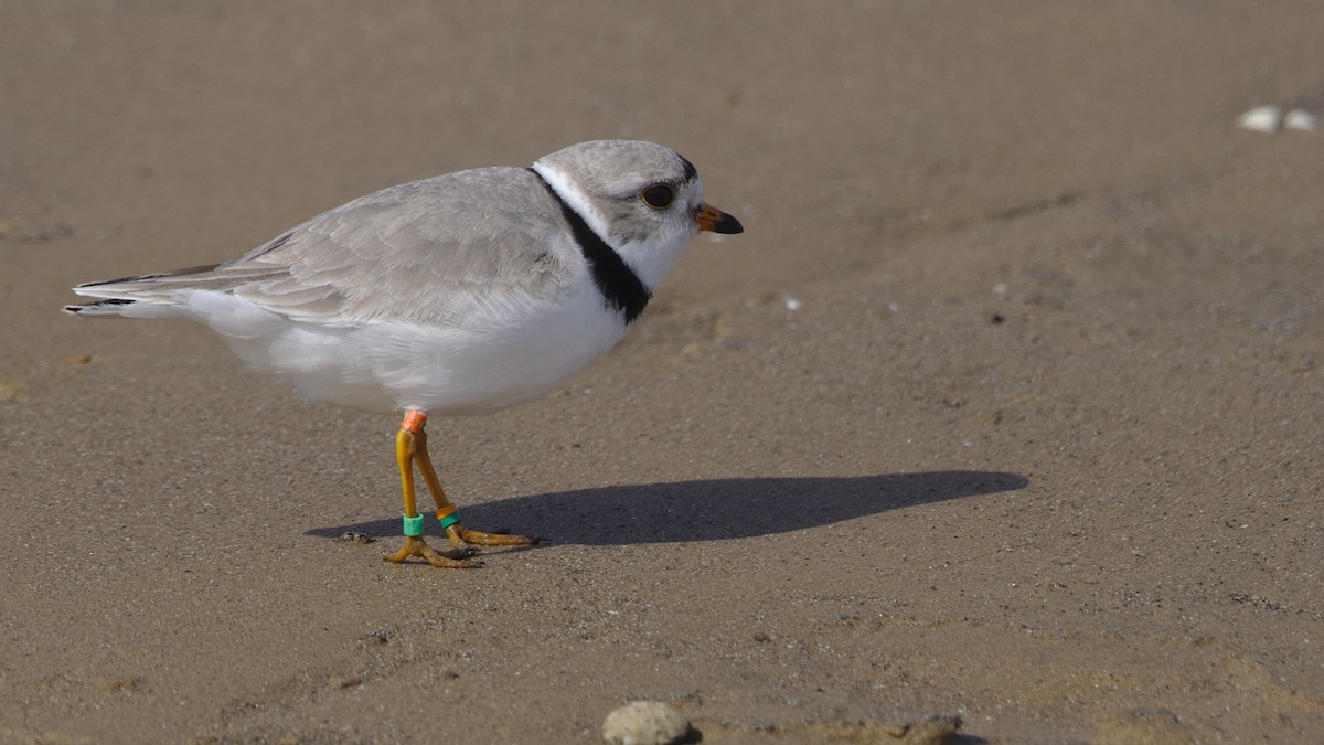 Piping Plover - Mark Scheel