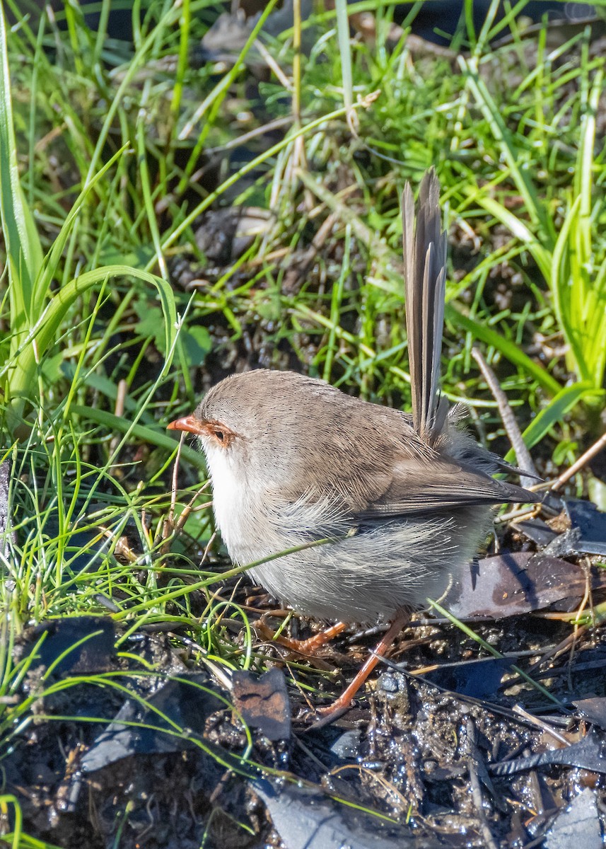 Superb Fairywren - Julie Clark