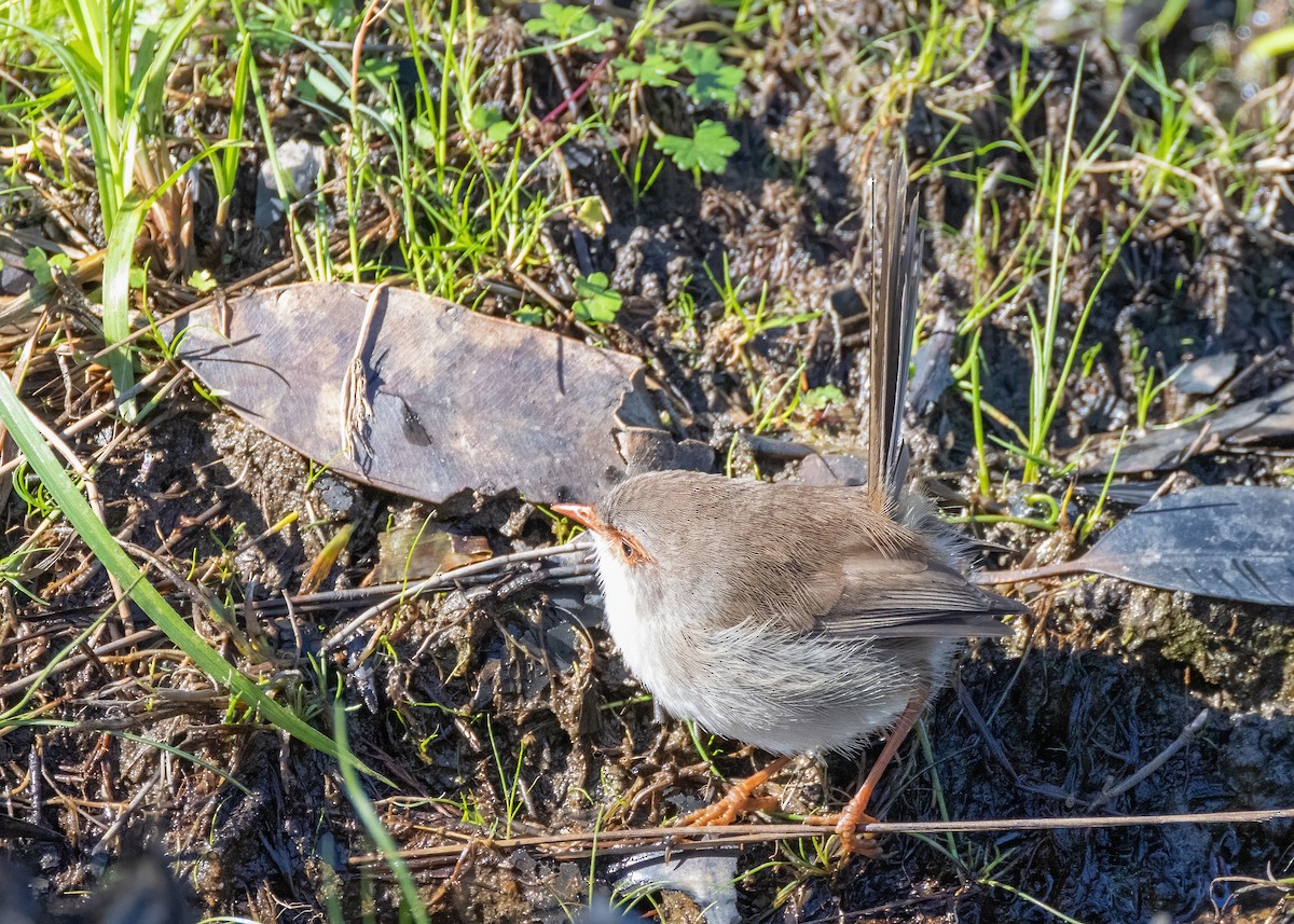 Superb Fairywren - Julie Clark