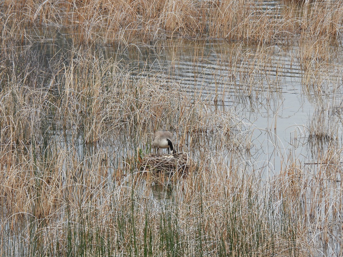 Canada Goose - Lara Fitzpatrick