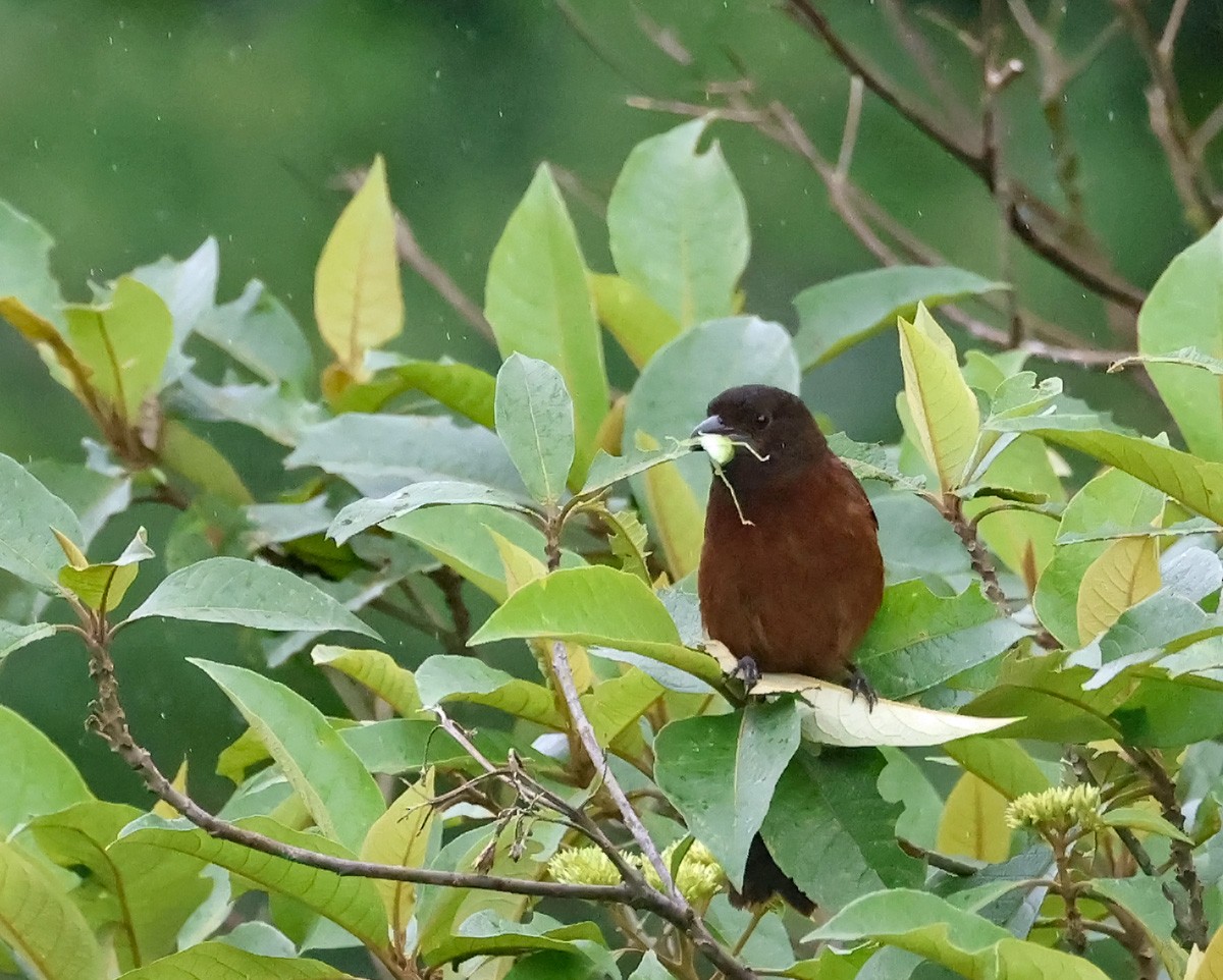 Silver-beaked Tanager - Michael Smith