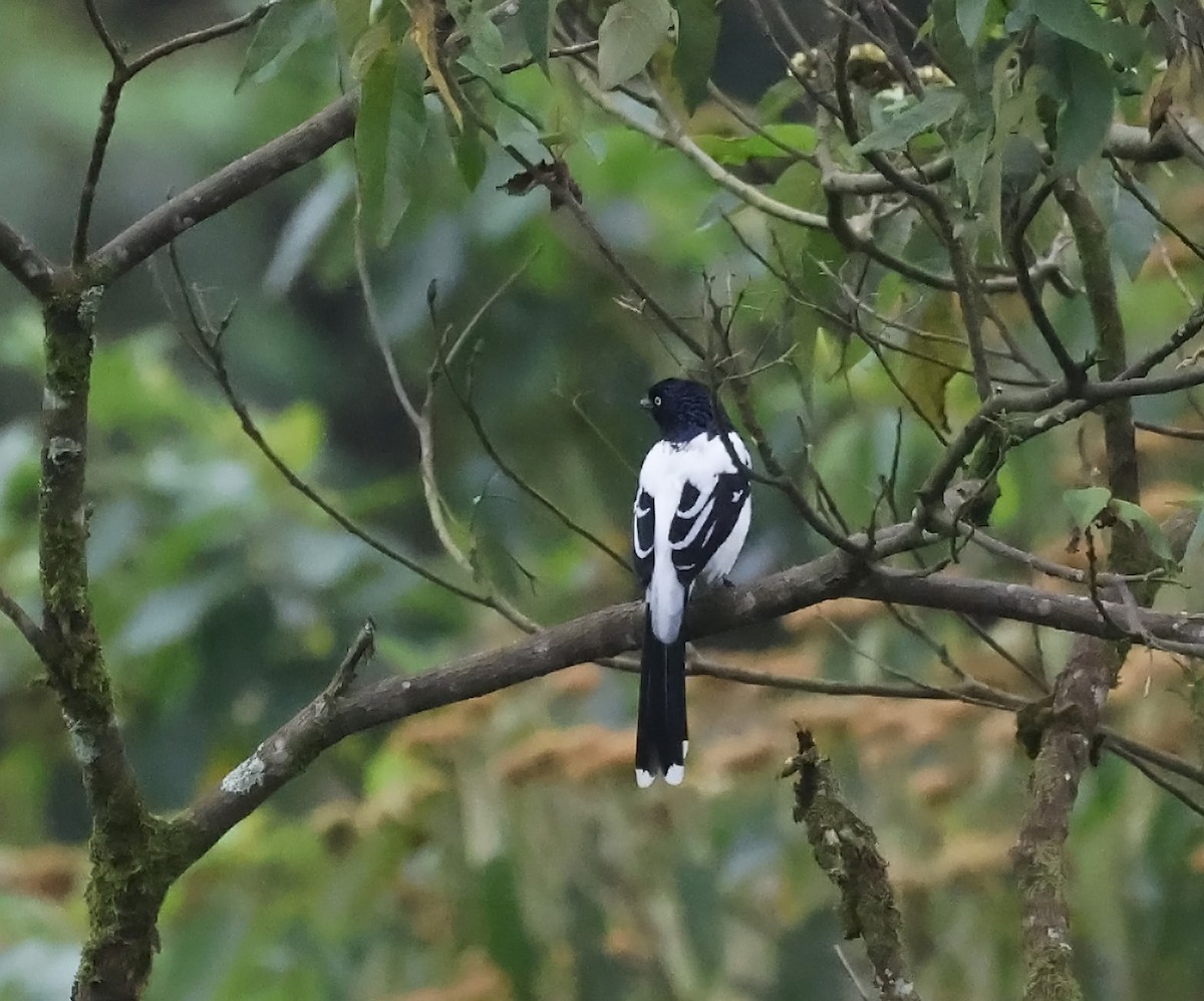Magpie Tanager - Michael Smith
