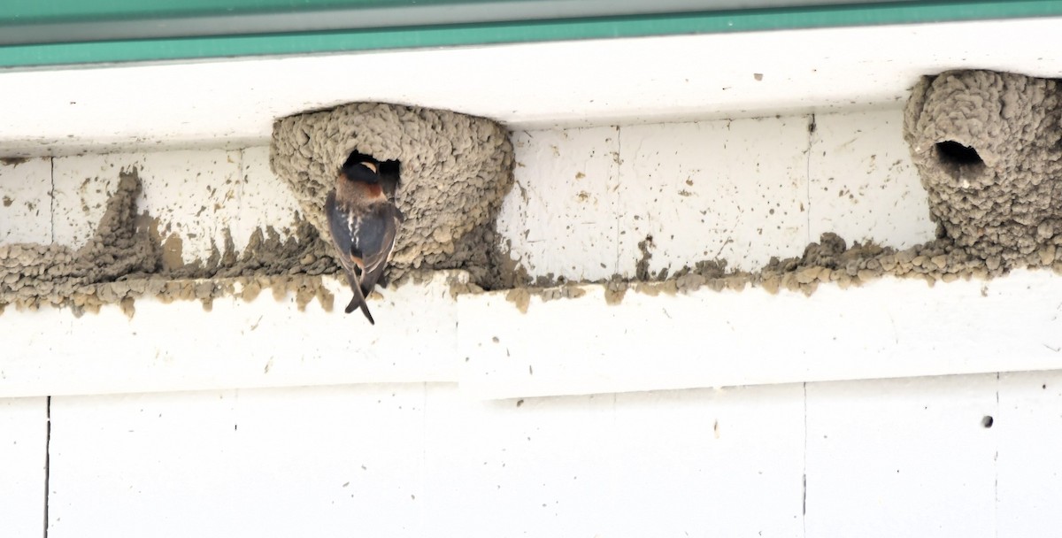 Barn Swallow - Monique Maynard