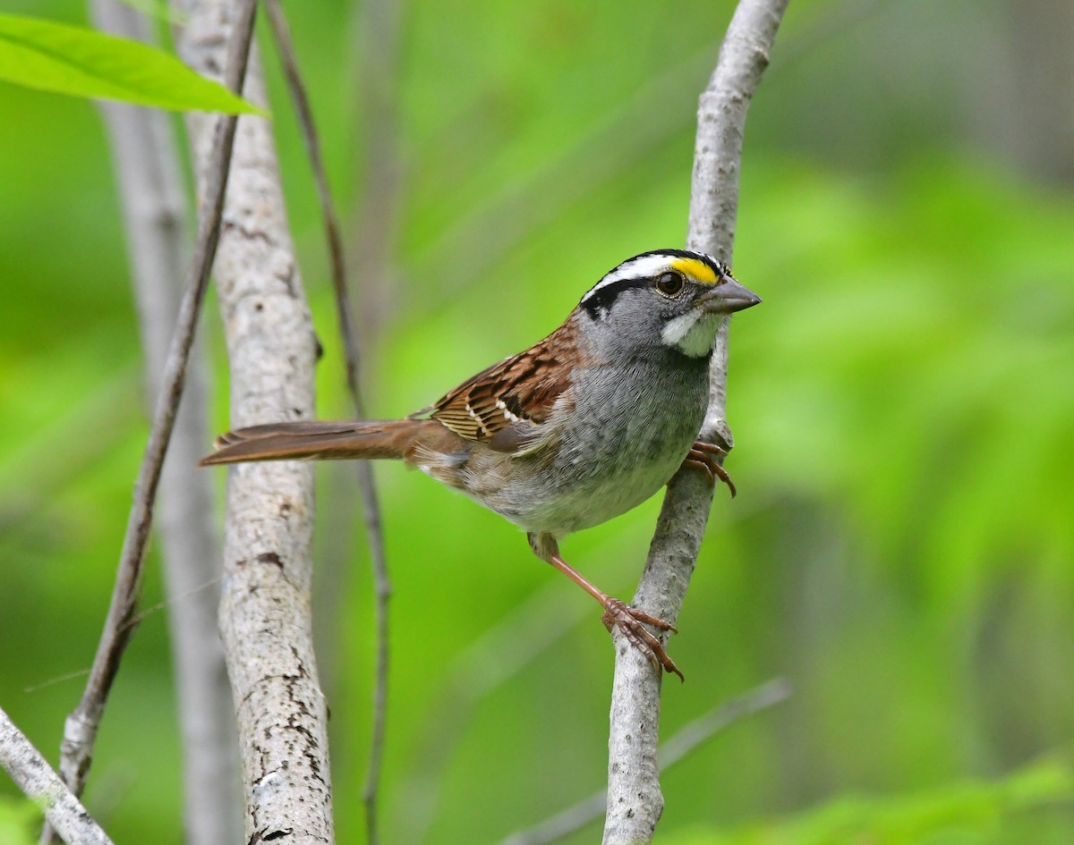 White-throated Sparrow - Linda Scribner