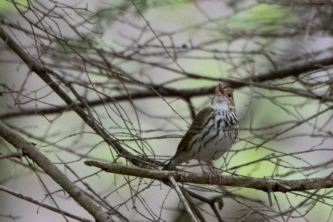 Ovenbird - Andrea Heine