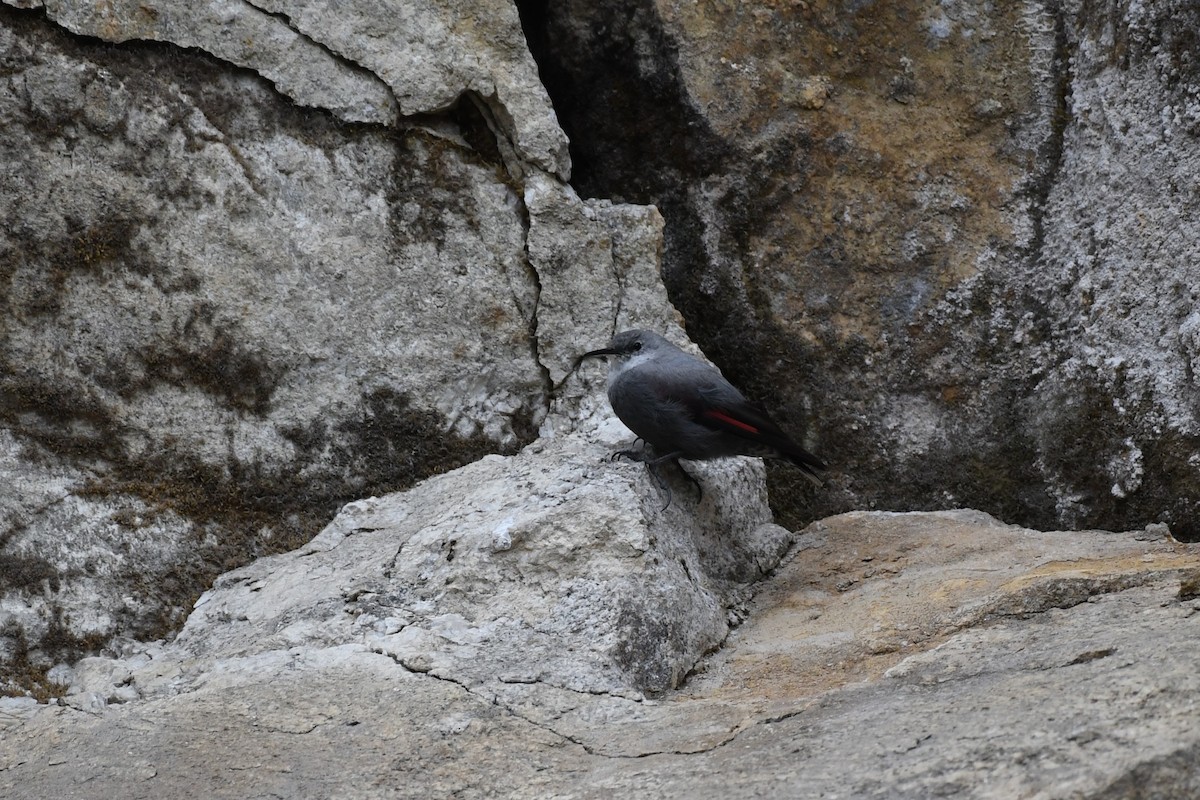 Wallcreeper - Tristan Jobin