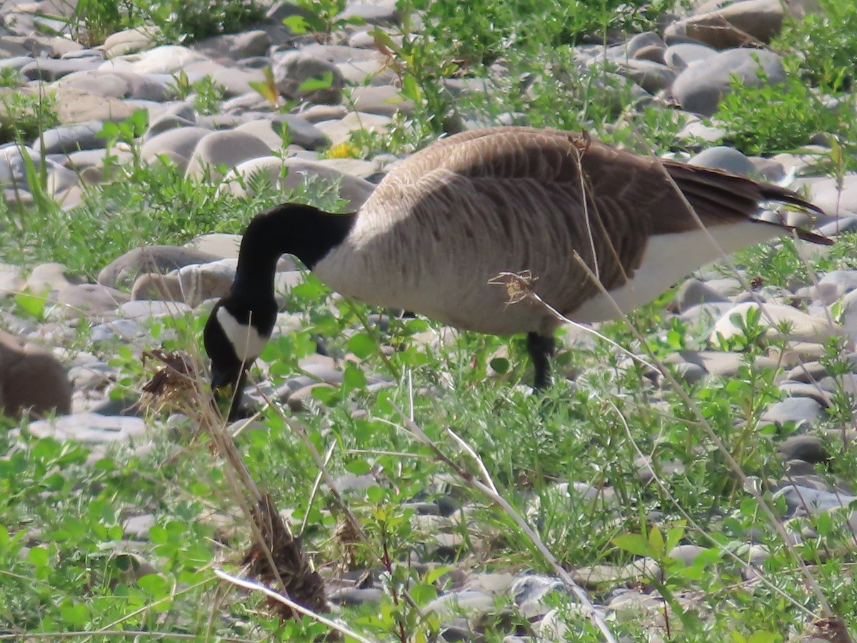 Canada Goose - claude charest