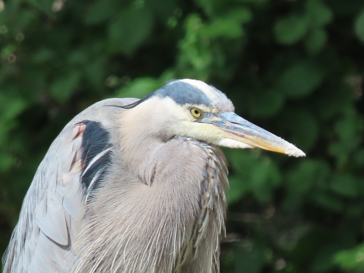 Great Blue Heron - Kyle Leader