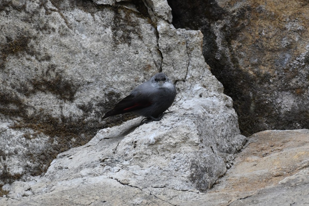 Wallcreeper - ML619595930