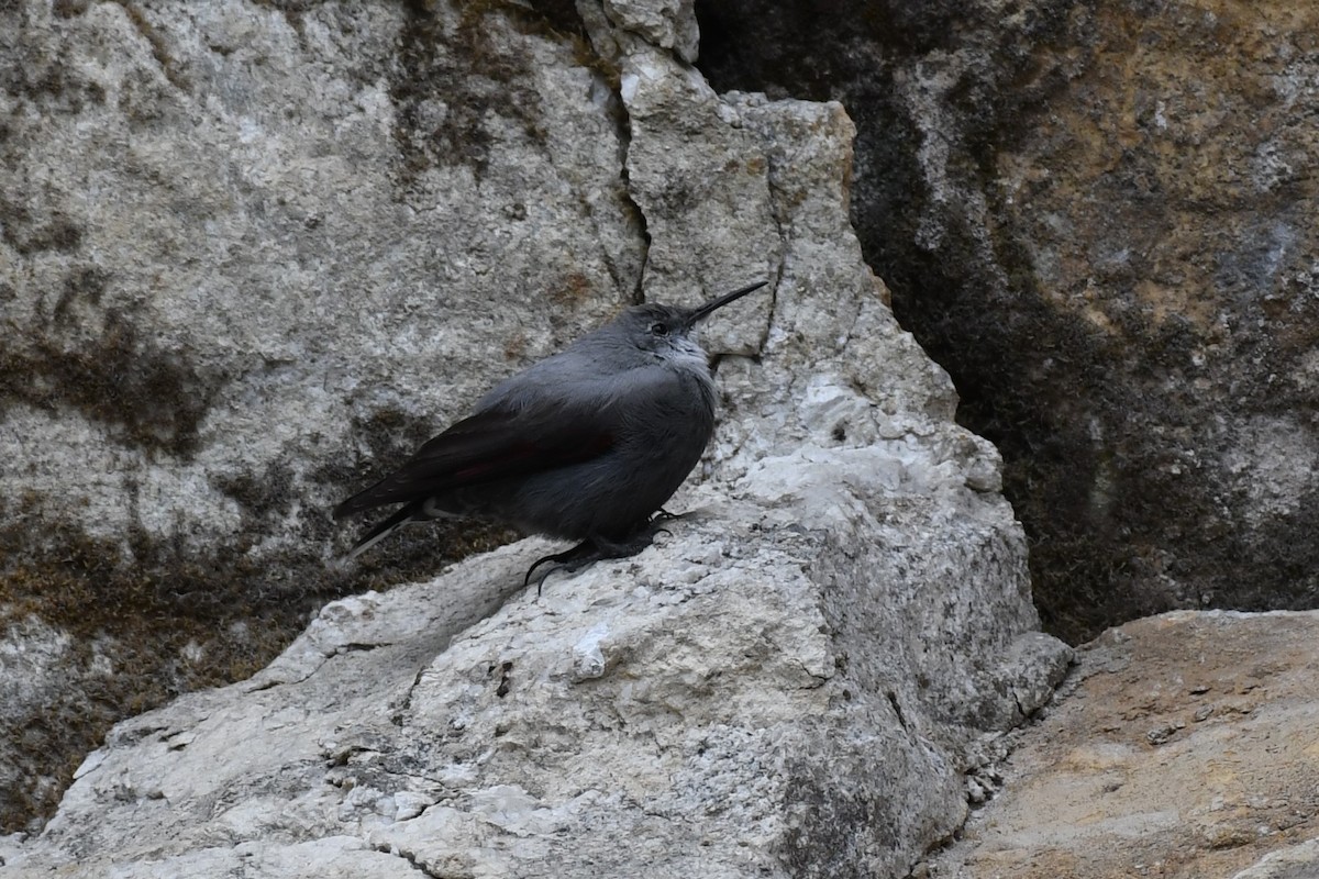 Wallcreeper - Tristan Jobin