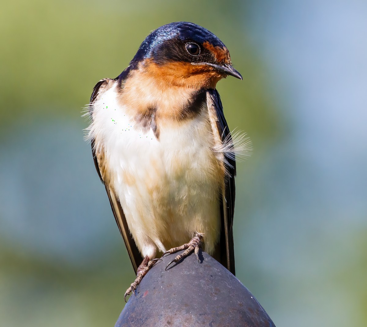 Barn Swallow - Debbie Lombardo