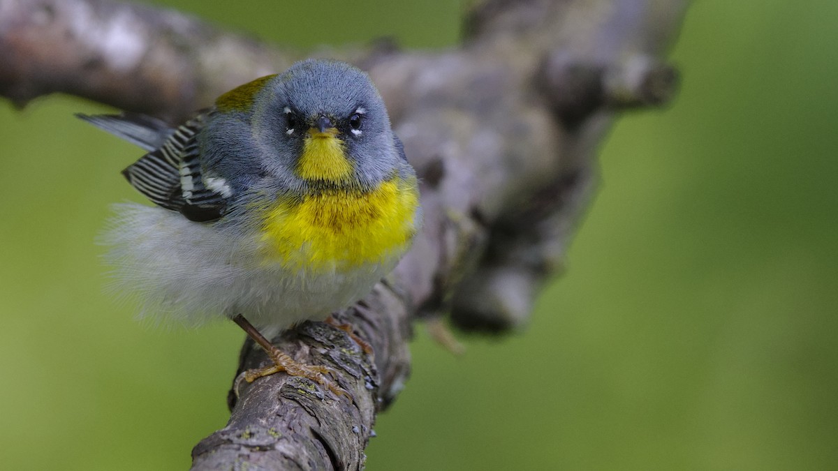 Northern Parula - Mark Scheel