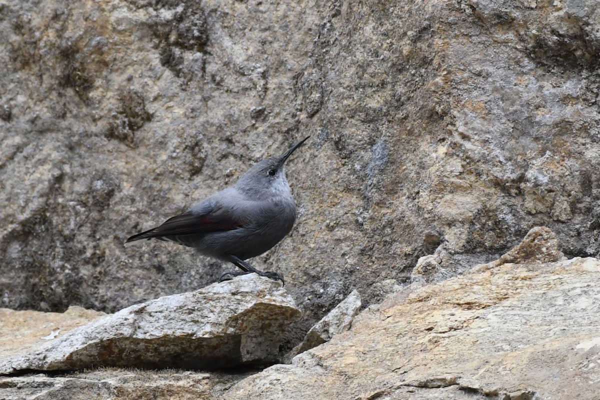 Wallcreeper - Tristan Jobin