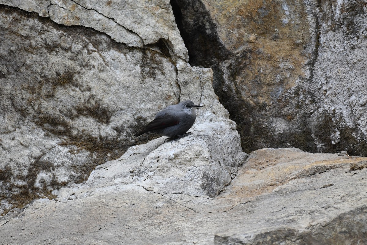 Wallcreeper - ML619595946