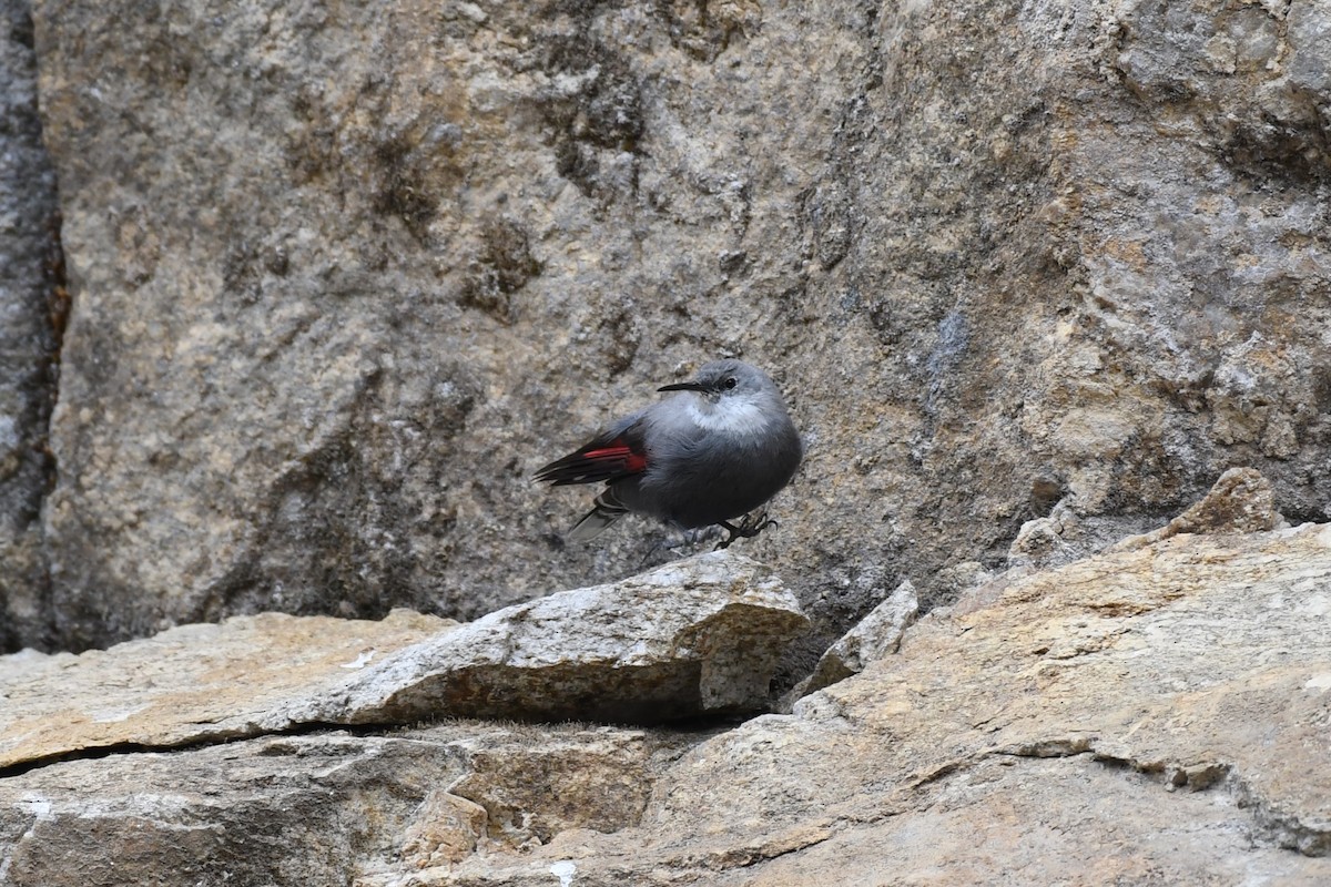 Wallcreeper - ML619595947