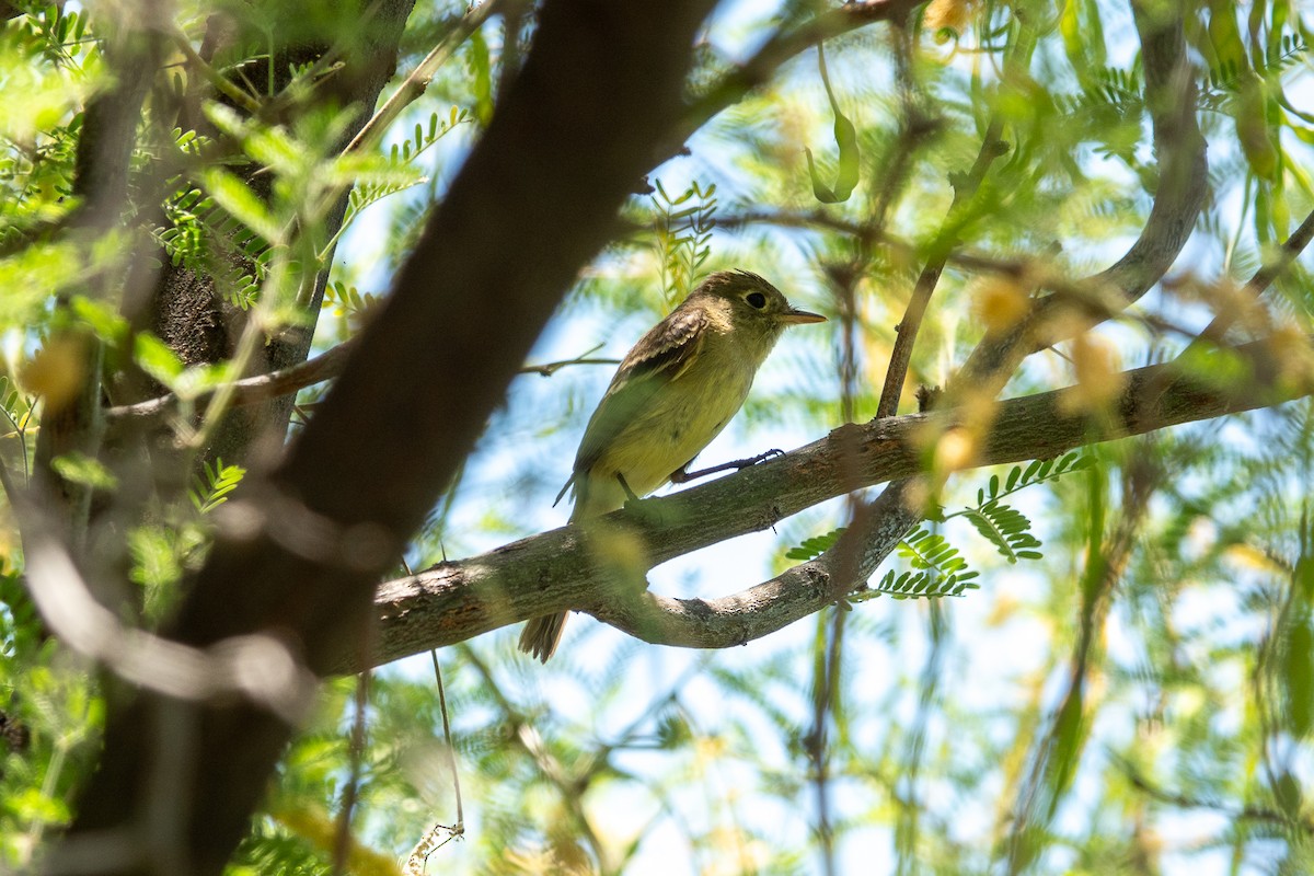 Western Flycatcher - Steve Valasek