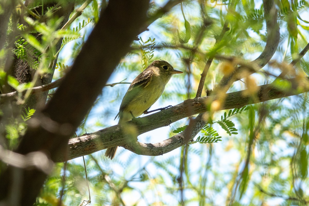 Western Flycatcher - Steve Valasek