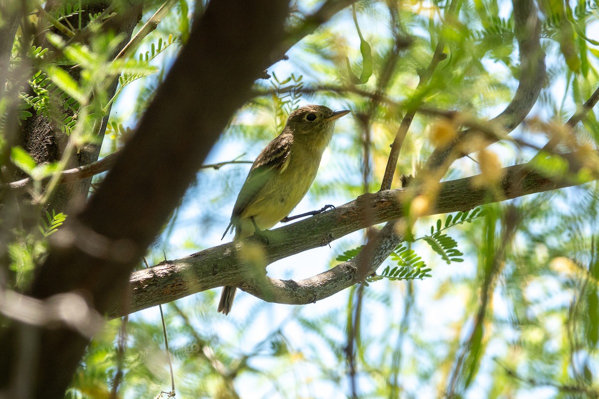 Western Flycatcher - Steve Valasek