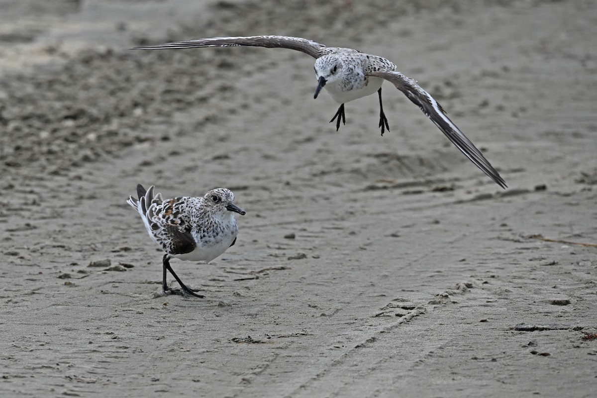 Sanderling - Marla Hibbitts