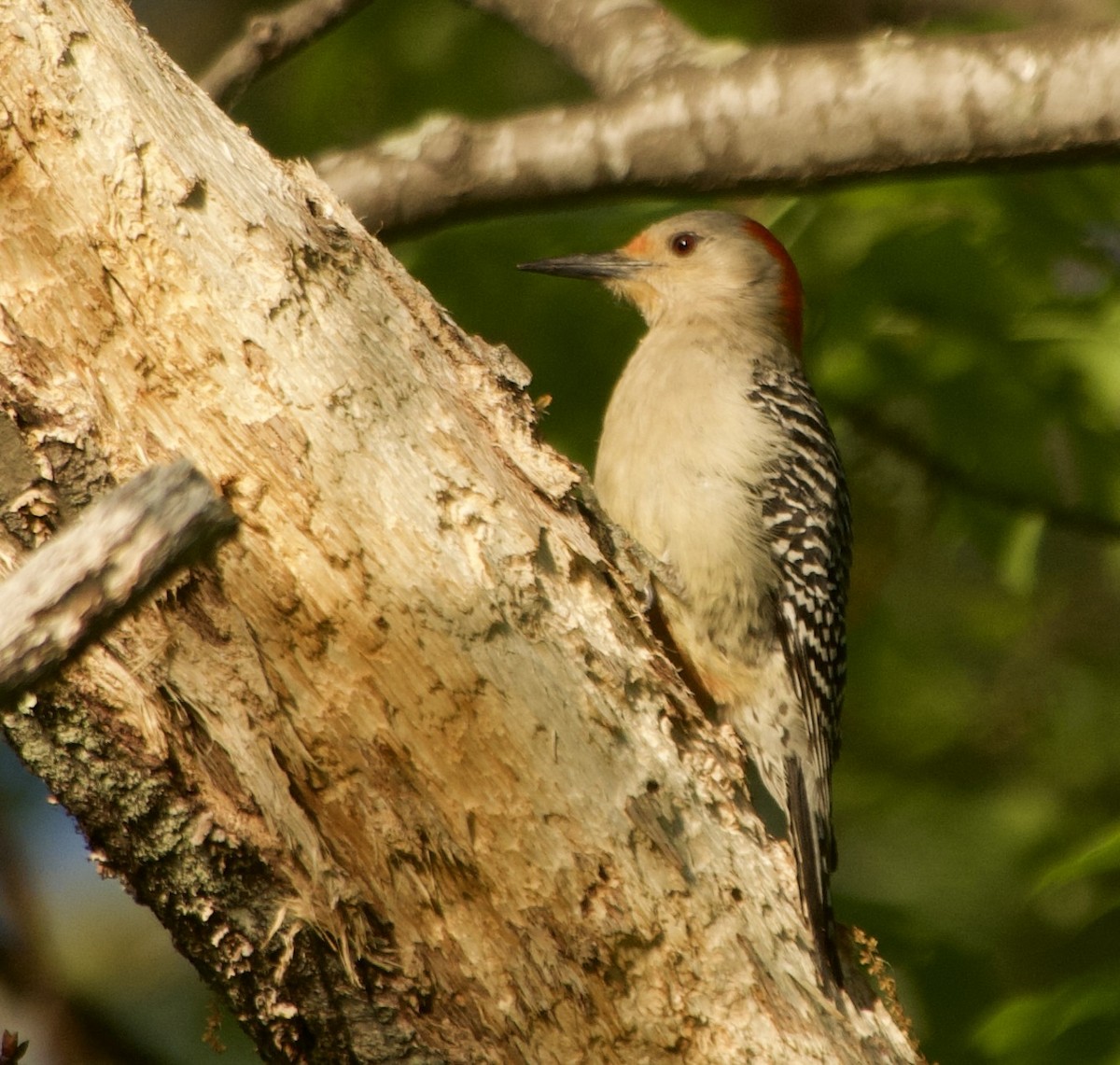 Red-bellied Woodpecker - Thomas Michel