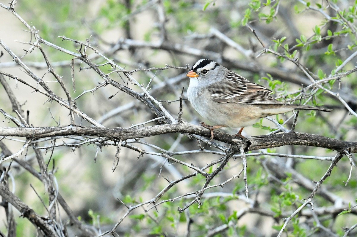 White-crowned Sparrow - ML619595968