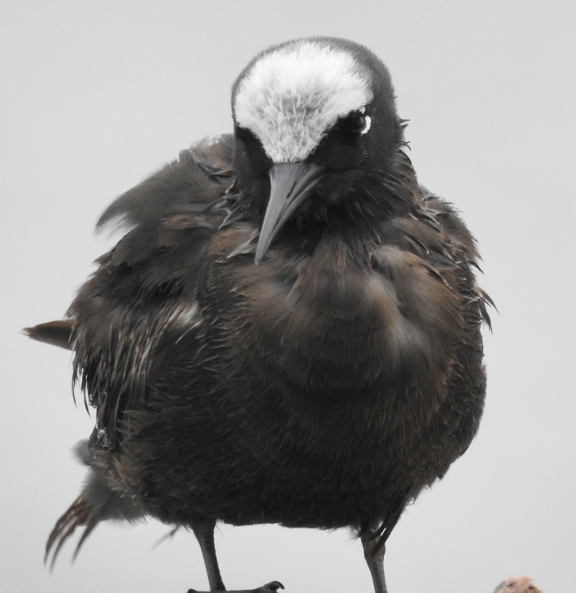 Black Noddy - Laura Wilson