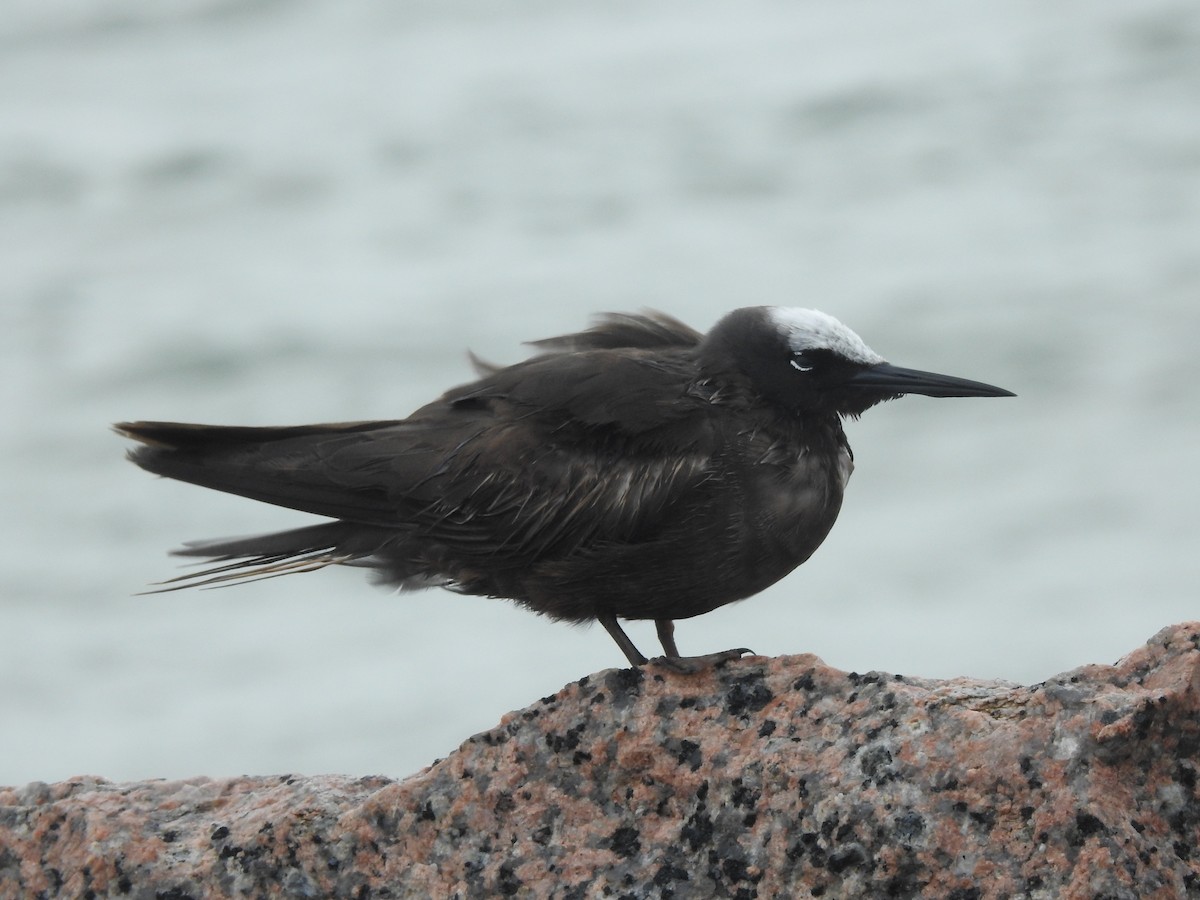 Black Noddy - Laura Wilson