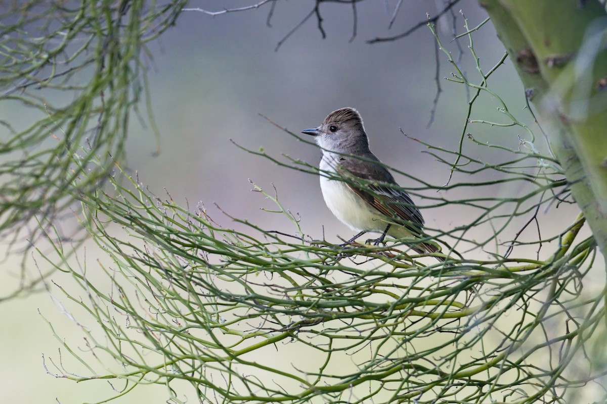 Ash-throated Flycatcher - Tim K