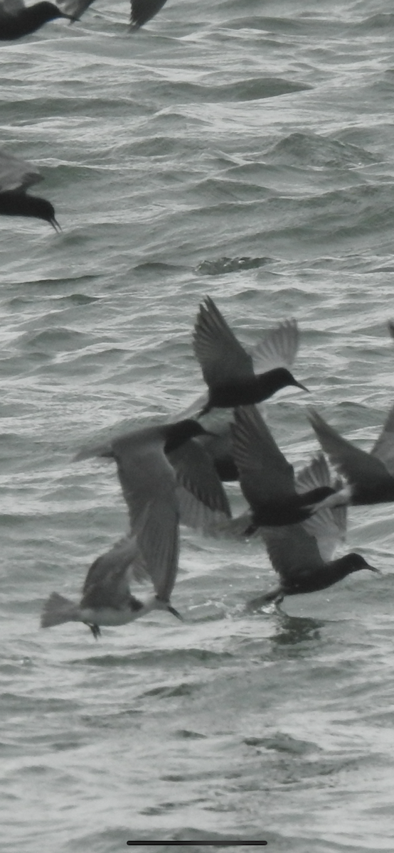 Black Tern (American) - Laura Wilson