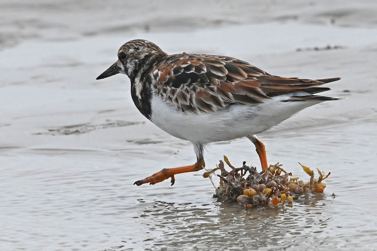 Ruddy Turnstone - Marla Hibbitts