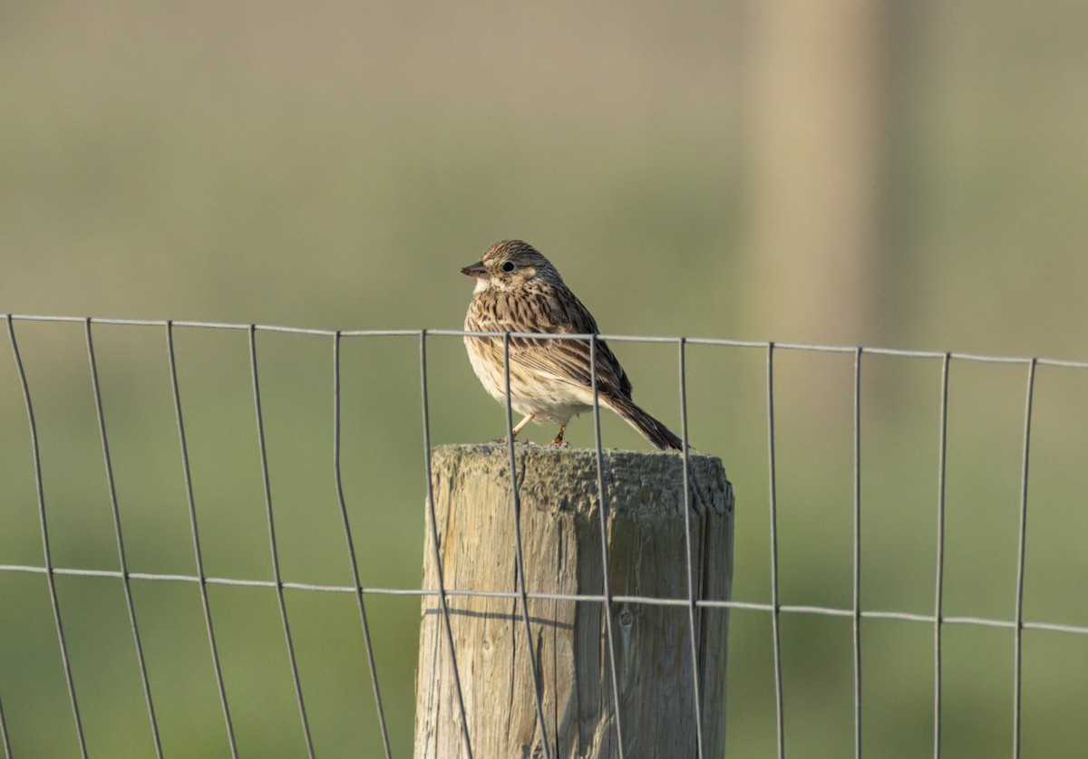 Vesper Sparrow - ML619595996