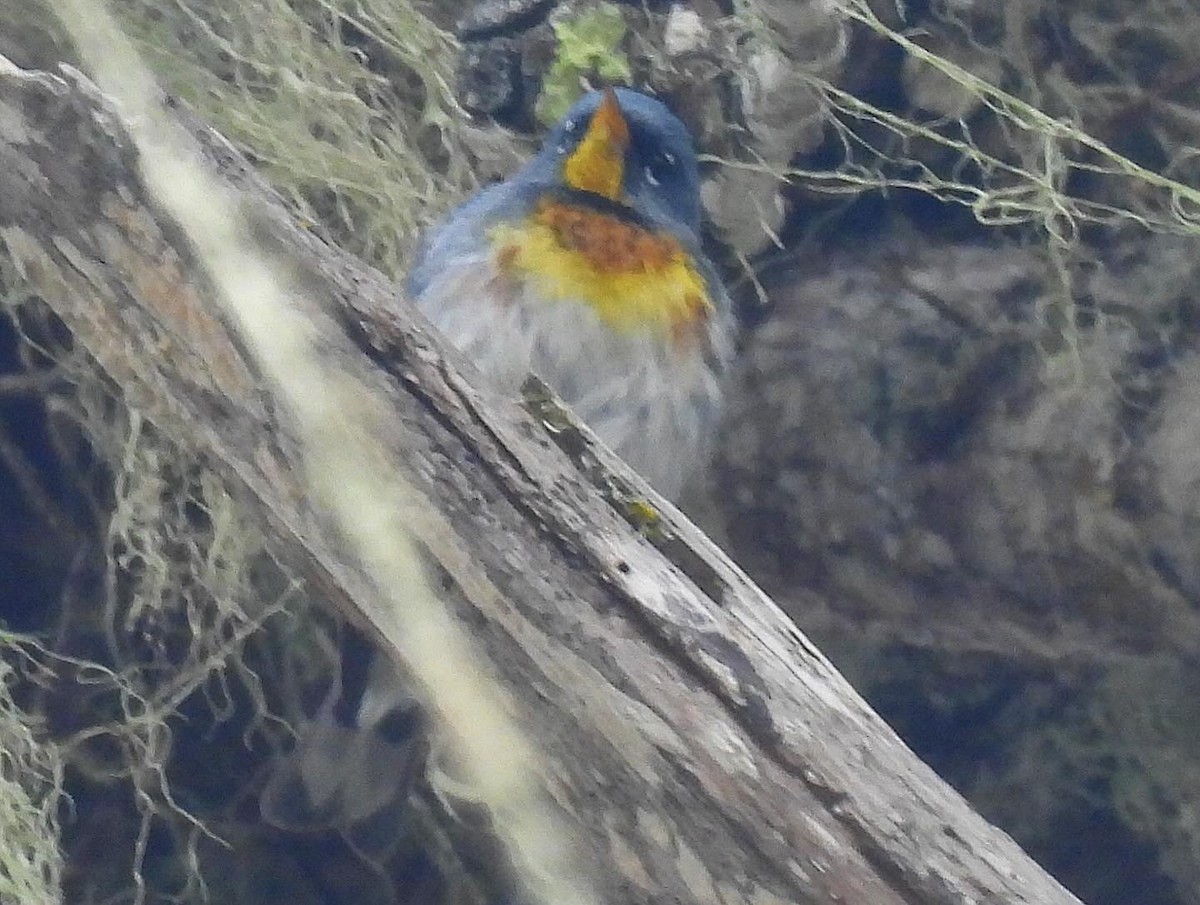 Northern Parula - Nick & Jane