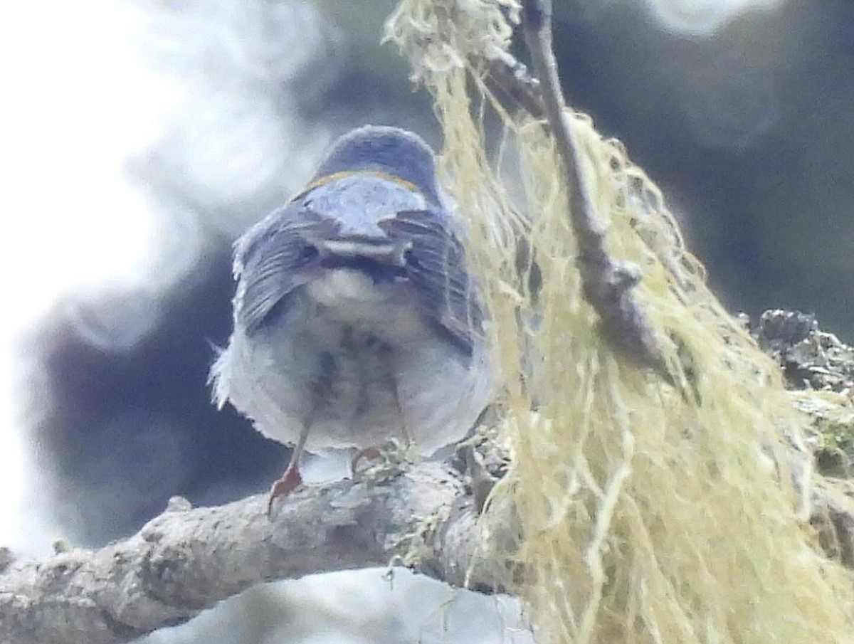 Northern Parula - Nick & Jane