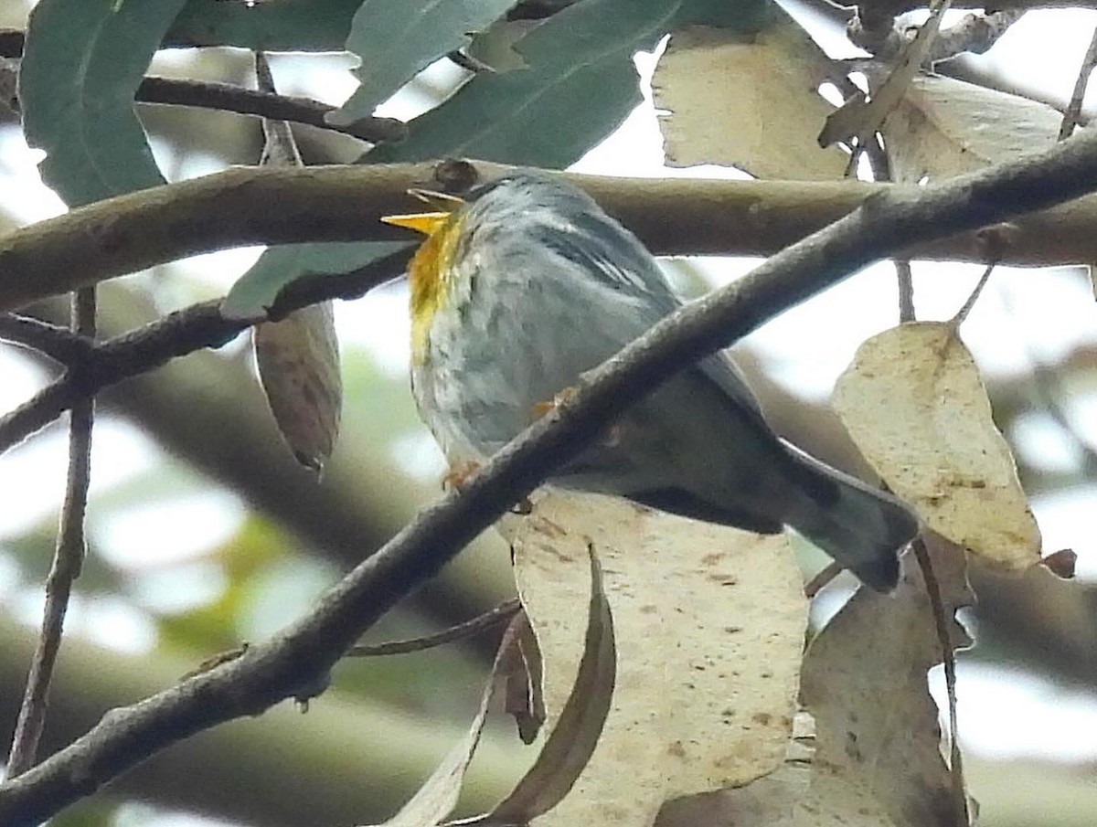 Northern Parula - Nick & Jane