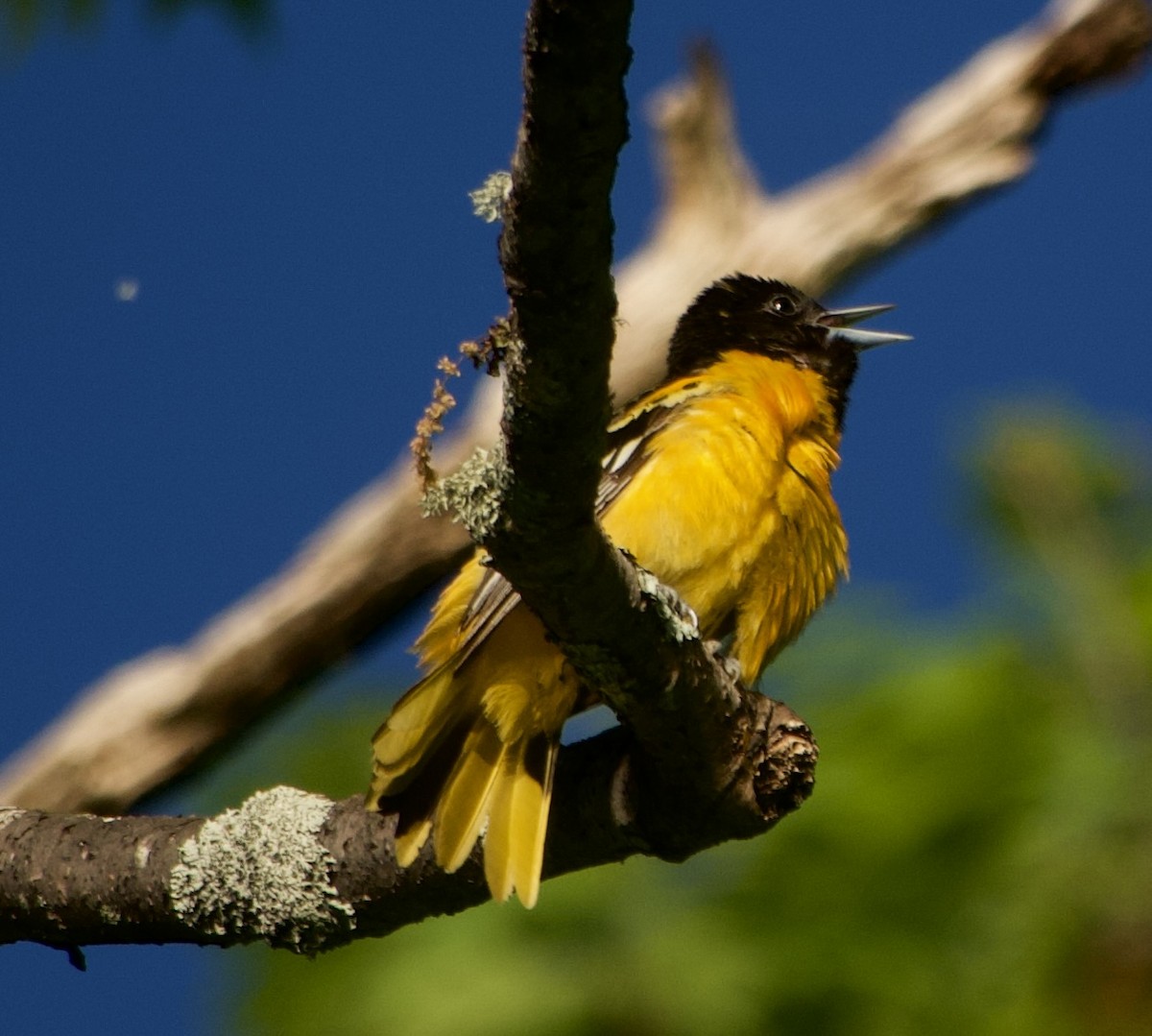 Baltimore Oriole - Thomas Michel