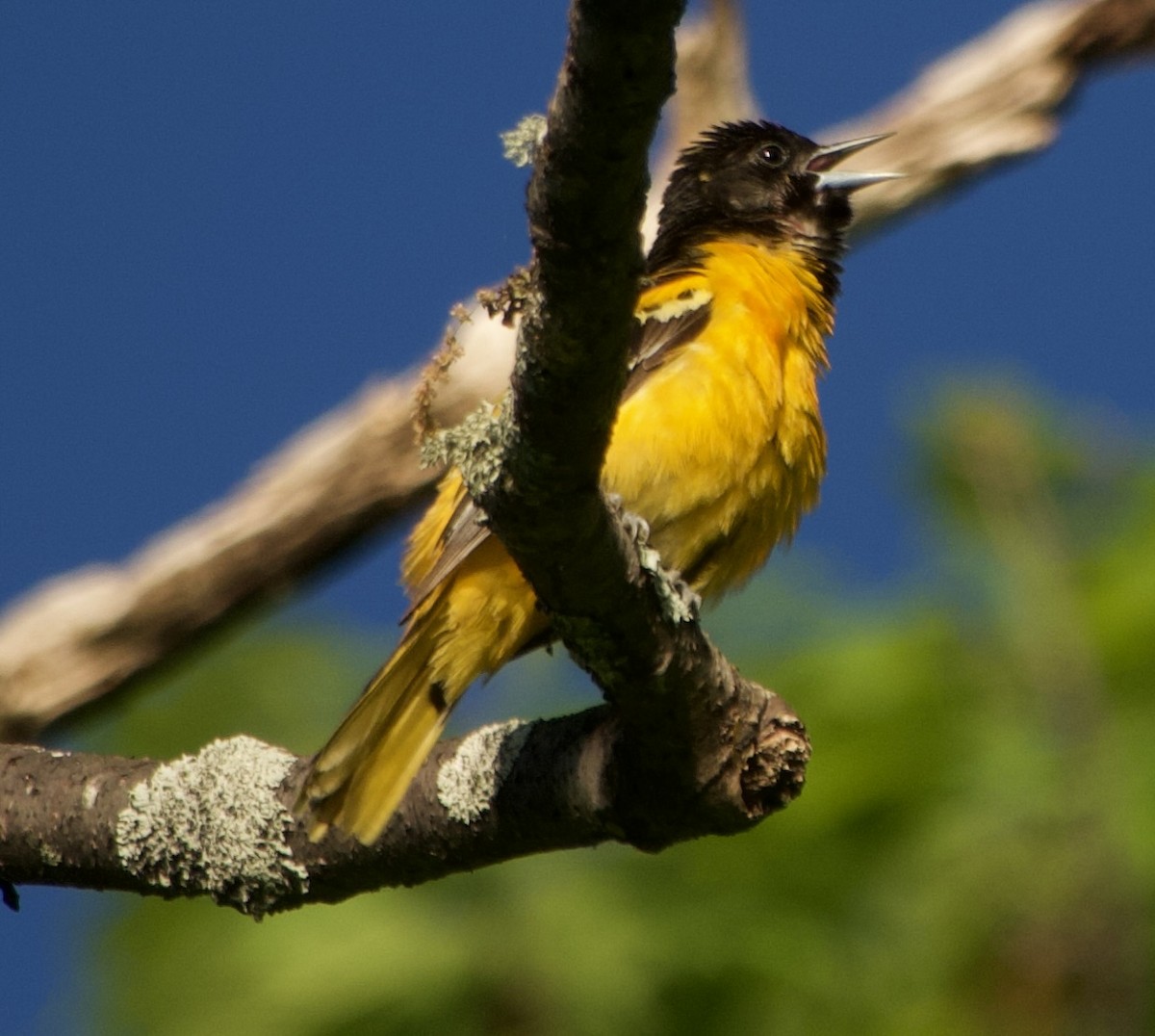 Baltimore Oriole - Thomas Michel