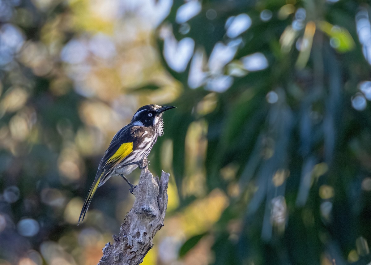 New Holland Honeyeater - Julie Clark