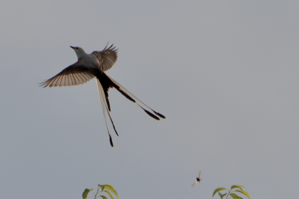 Scissor-tailed Flycatcher - Jo VerMulm