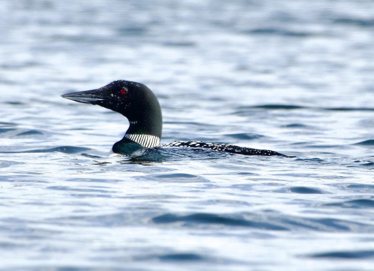 Common Loon - Thomas Michel