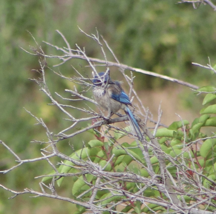 California Scrub-Jay - Caitlin Eldridge