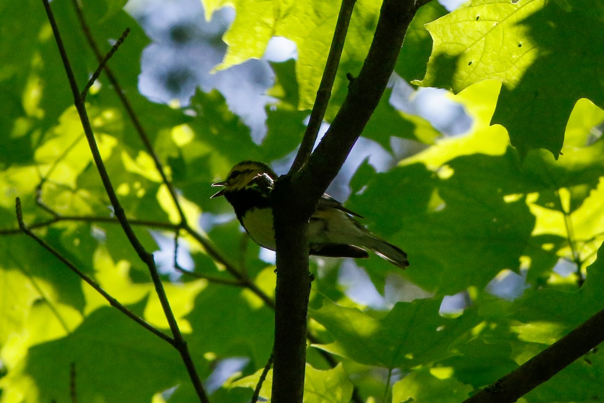 Black-throated Green Warbler - ML619596048