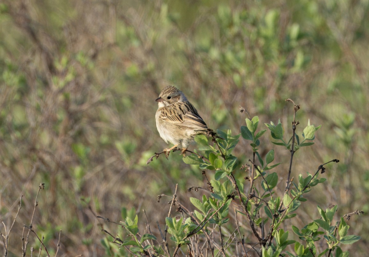 Brewer's Sparrow - ML619596054