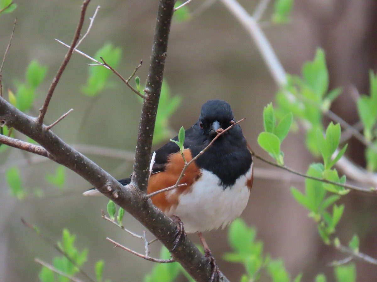 Eastern Towhee - Susan Browne