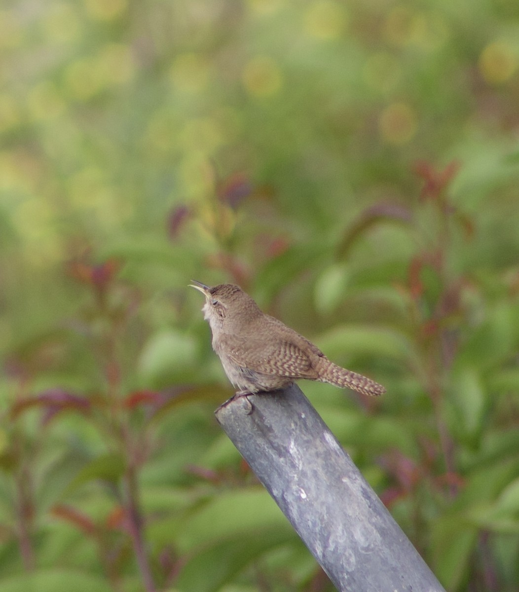 House Wren - Caitlin Eldridge