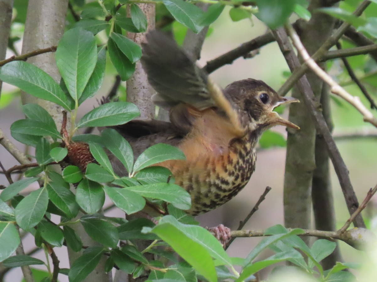 American Robin - Kyle Leader