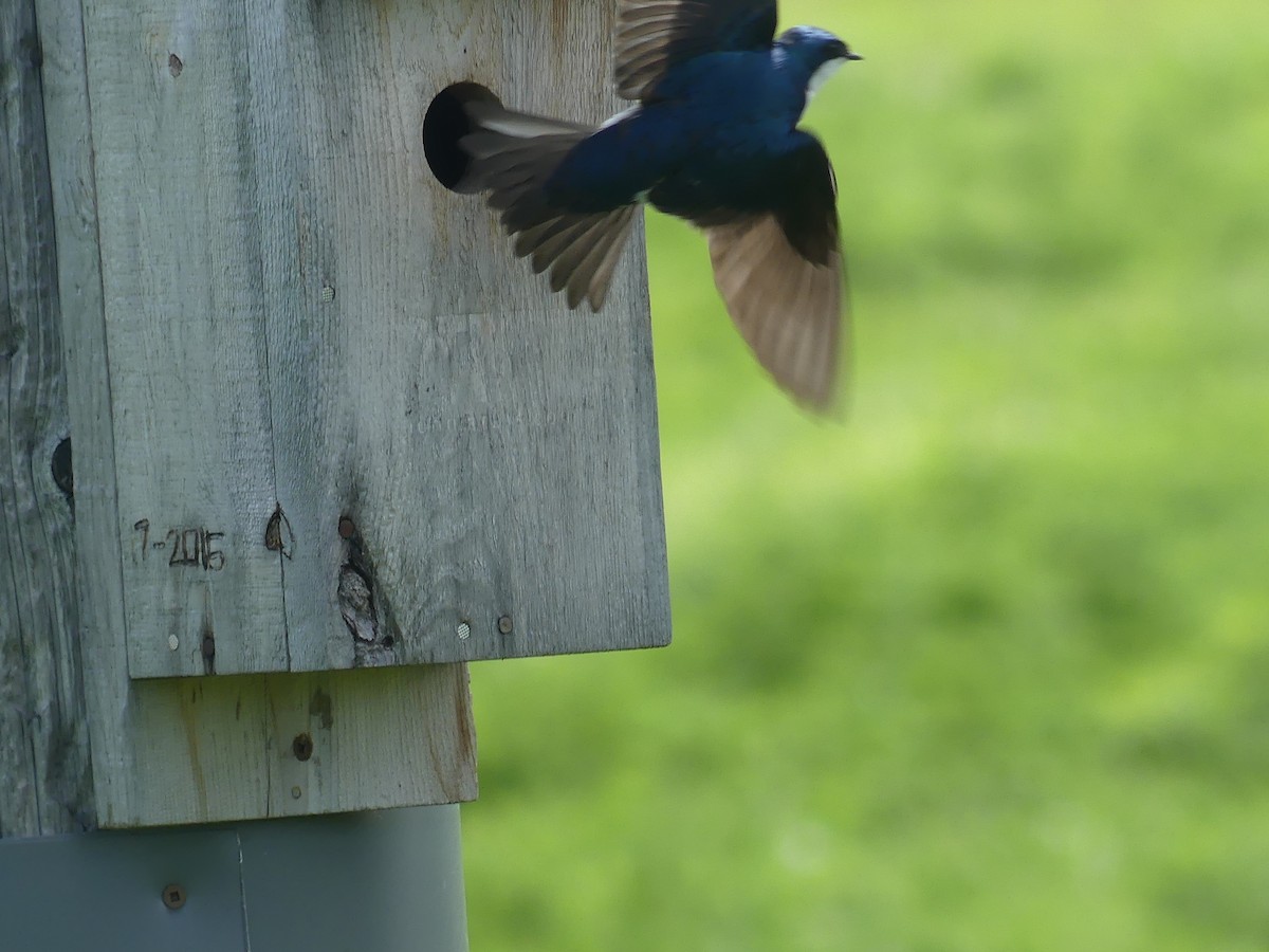 Tree Swallow - claudine lafrance cohl