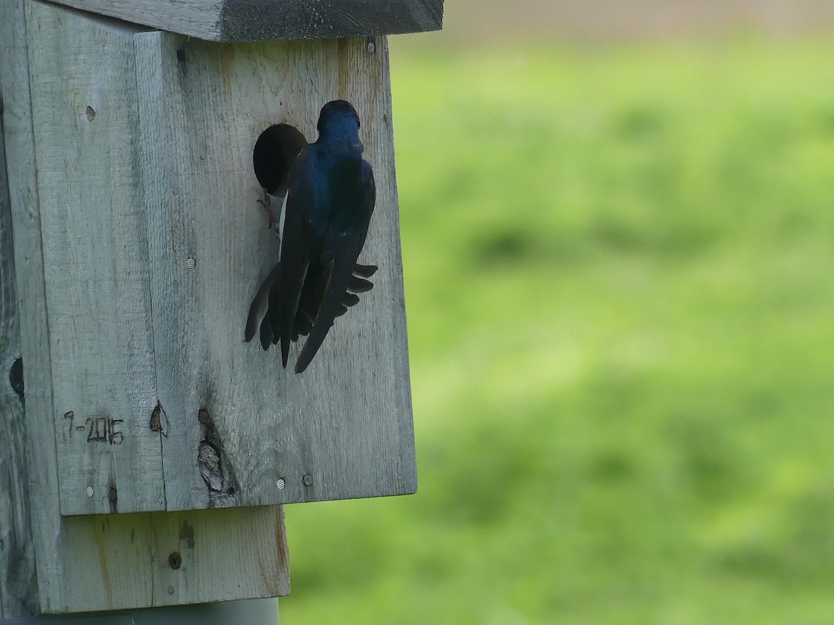 Tree Swallow - claudine lafrance cohl