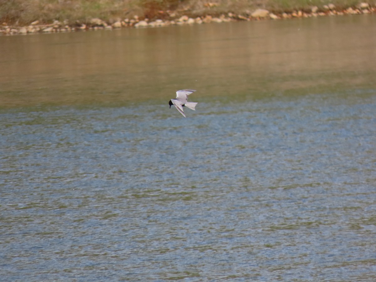 Black Tern - Kerry Hjertaas